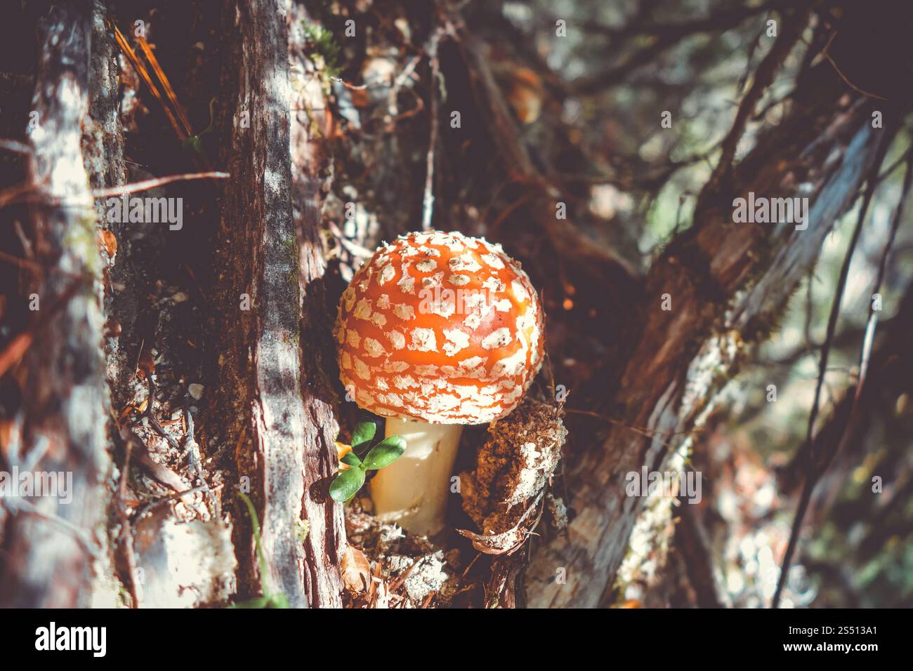Amanita muscaria. Fliegenpilz aus Agarpilz. Nahansicht. Amanita muscaria. Fliegenpilzpilzhocker Stockfoto