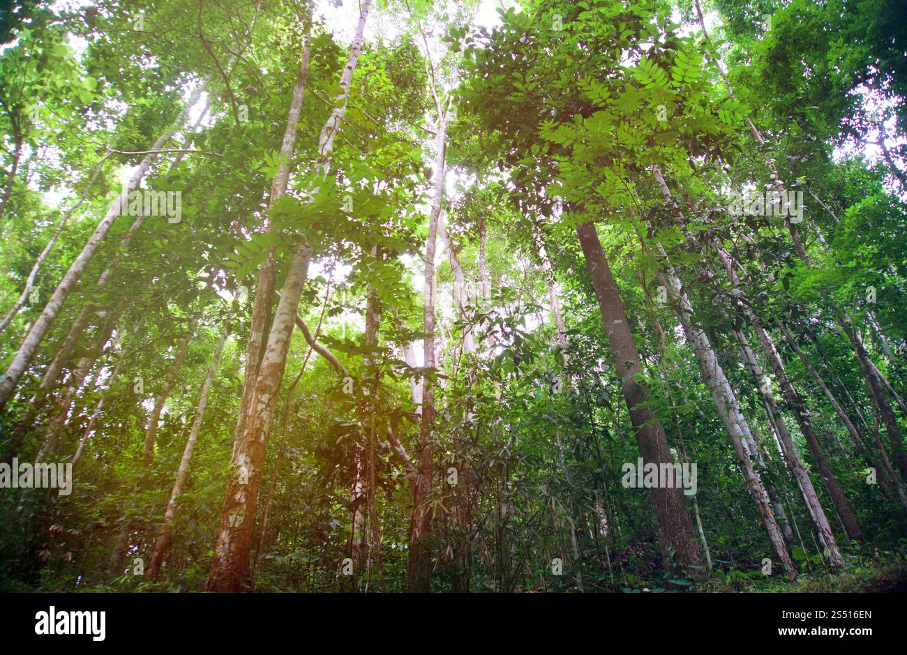 Von der wunderschönen Natur Green tree forest Hintergrund verschwommen. Mit kopieren. Stockfoto