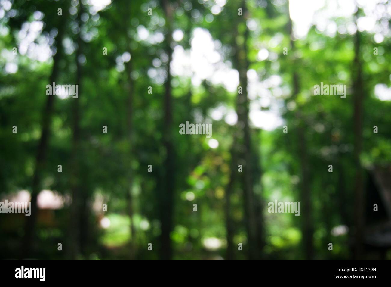 Von der wunderschönen Natur Green tree forest Hintergrund verschwommen. Stockfoto