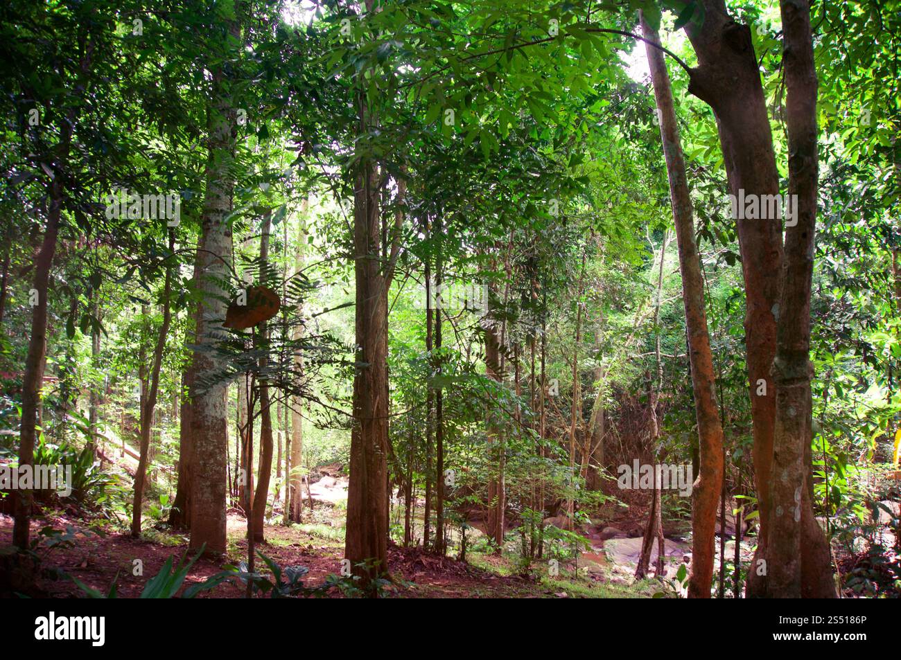 Von der wunderschönen Natur Green tree forest Hintergrund verschwommen. Stockfoto