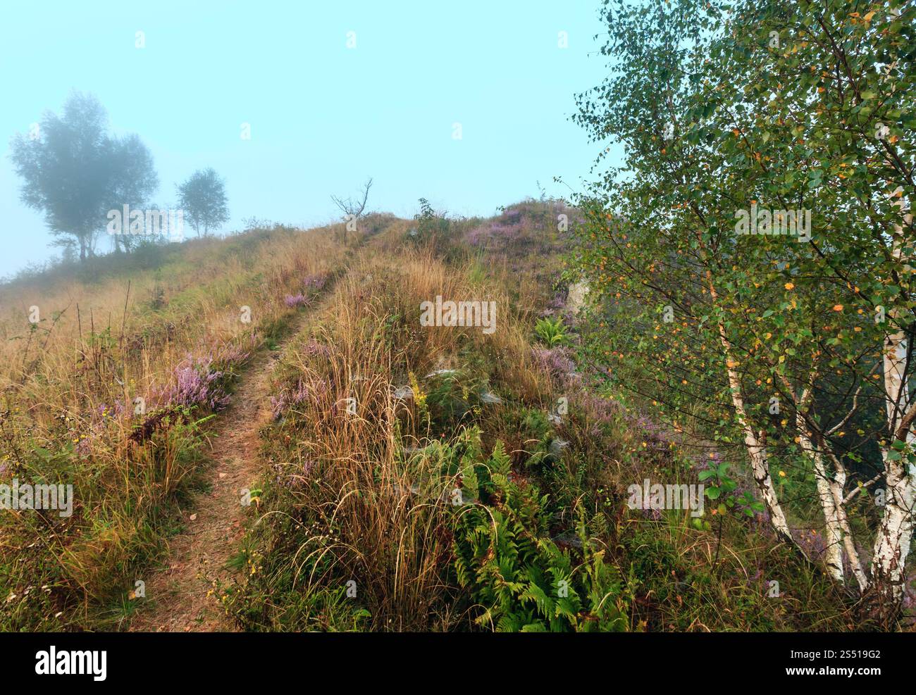 Misty Morning Sunrise Tau auf Wild Mountain grasbewachsenen Hügel. Stockfoto