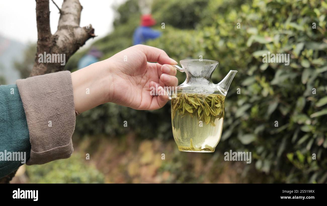 Glasbecher leckeren longjing Grüntee auf dem Tisch, Nahaufnahme, Hangzhou China. Stockfoto