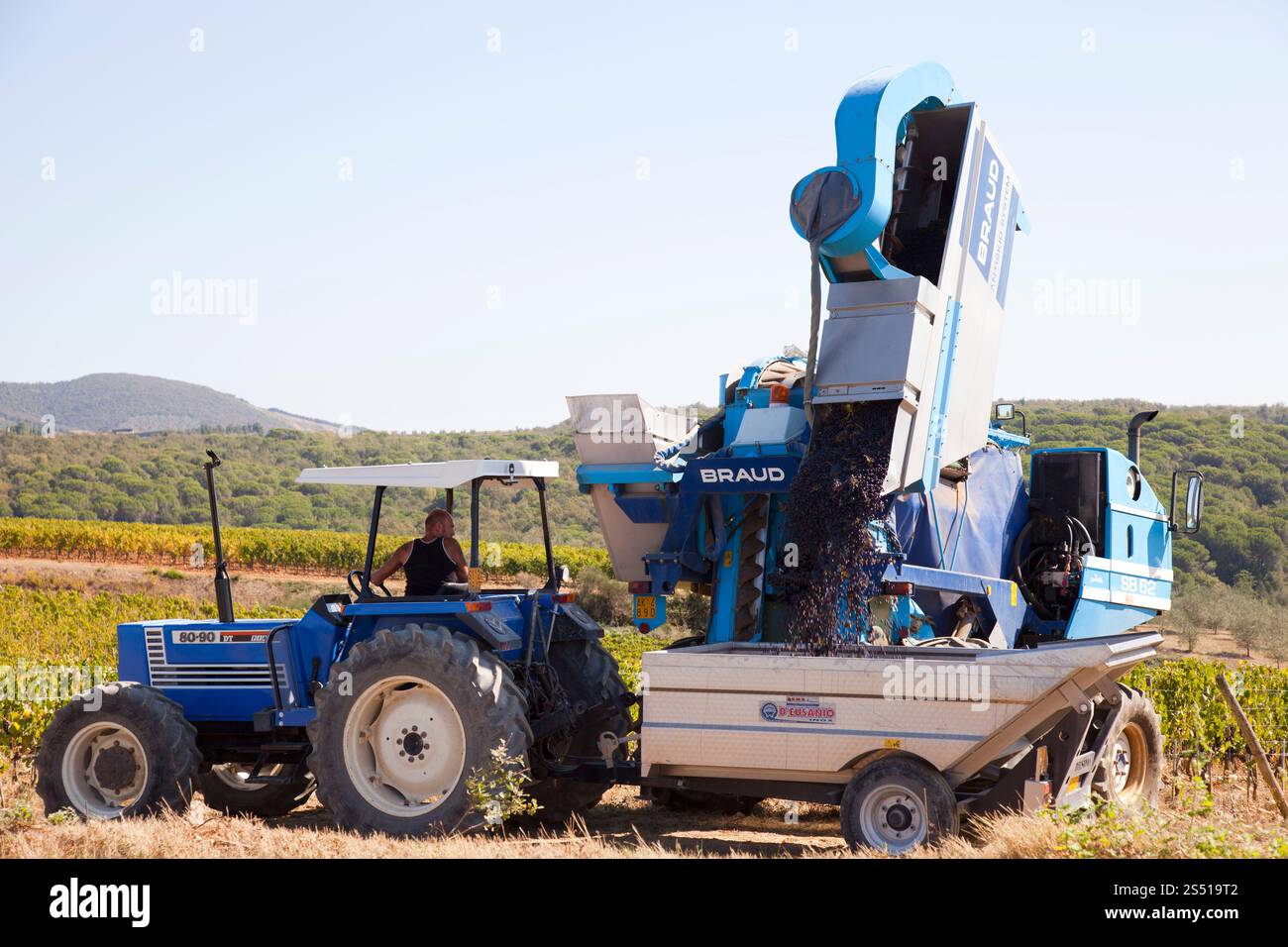 Traubenerntemaschine, Traubenernte, Weinberge, chianti, Gebiet von brolio, Provinz siena, toskana, italien, europa Stockfoto Traubenerntemaschine, Traubenernte, Weinberge, chianti, Gebiet von brolio, Provinz siena, toskana, italien, europa Stockfoto