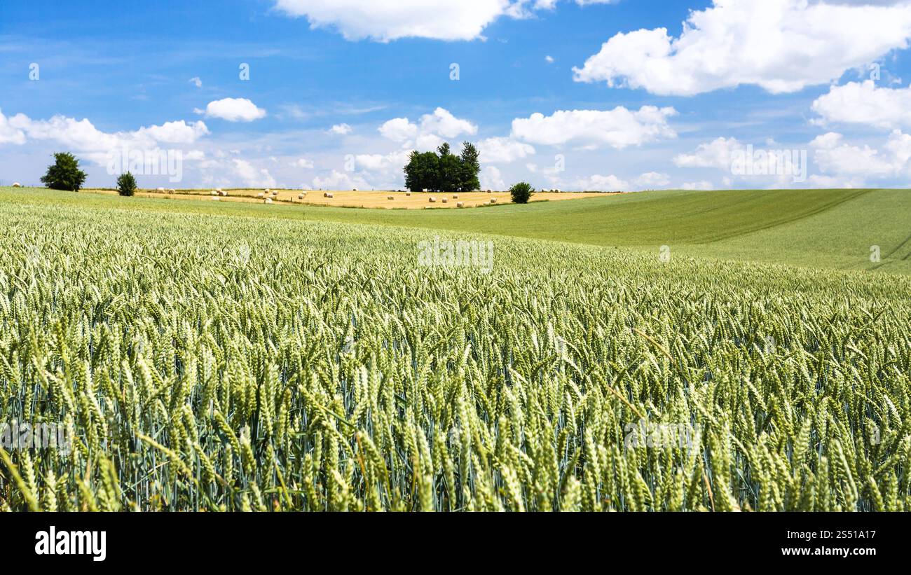 Landschaft - weizenfeld unter blauen Himmel mit weißen Wolken in der Region Picardie in Frankreich im Sommer Tag Stockfoto