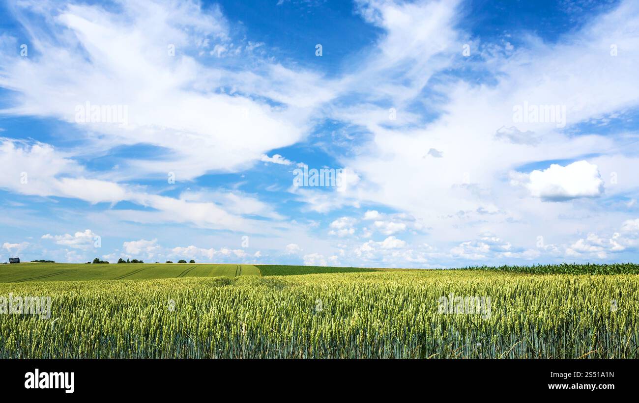 Landschaft - blauer Himmel mit weißen Wolken über grüne Weizen Plantage in der Region Picardie in Frankreich im Sommer Tag Stockfoto
