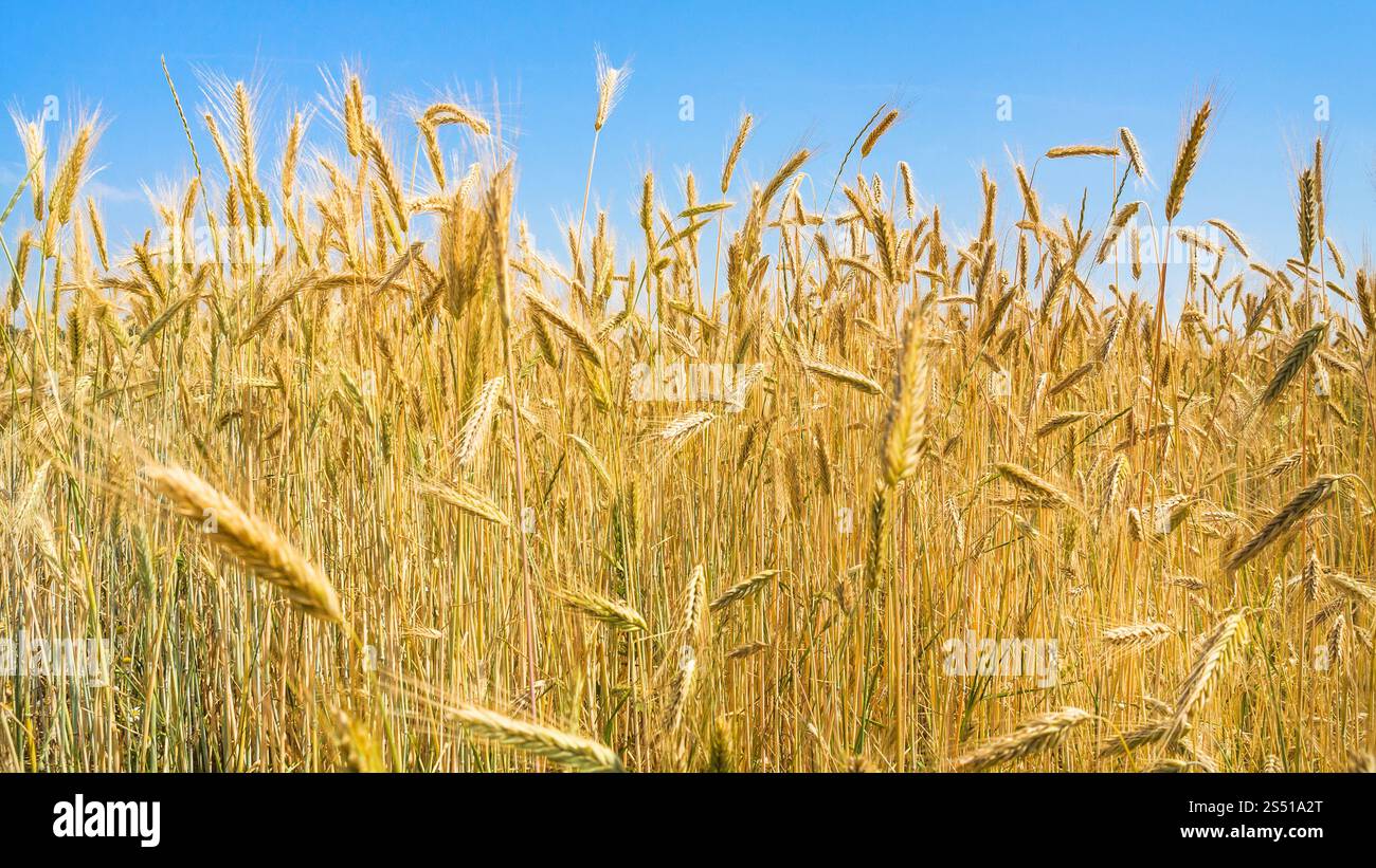 Landschaft - reif Roggen unter blauem Himmel auf dem Feld in Bayern im Sommer Tag in Deutschland Stockfoto