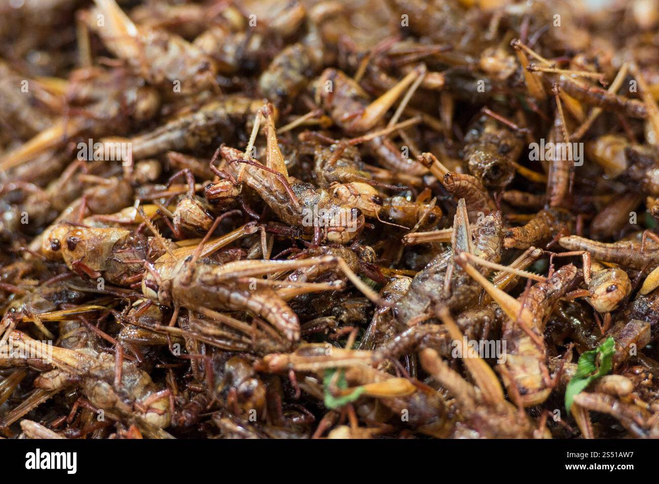 Insekten auf dem traditionellen Lebensmittelmarkt beim Phimai Festival in der Stadt Phimai in der Provinz Nakhon Ratchasima in Isan in Thailand. Thailand, Stockfoto