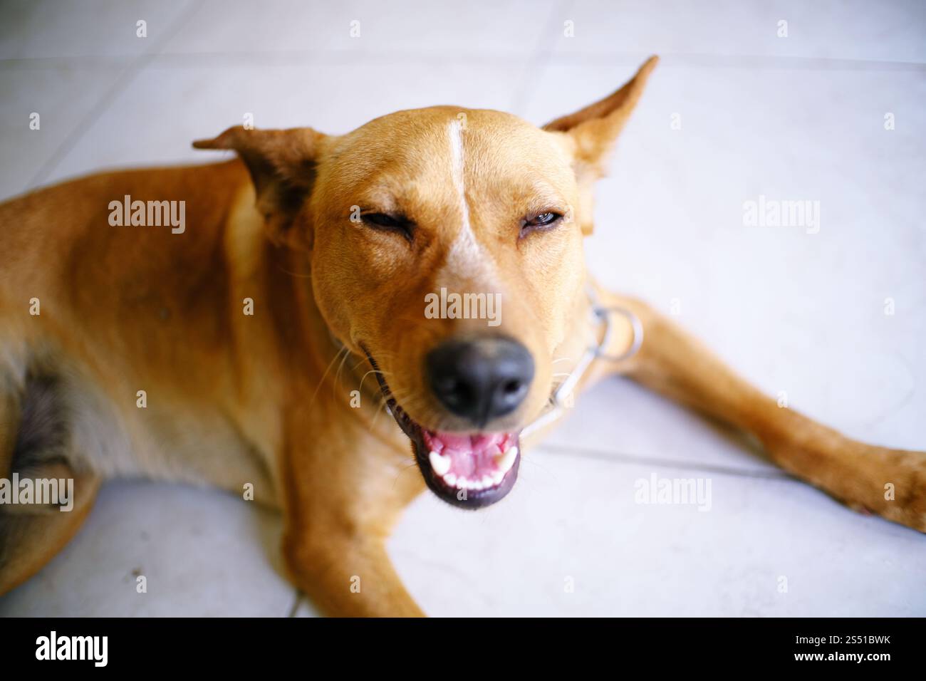 Lustiger Hund mit Lächeln Stockfoto