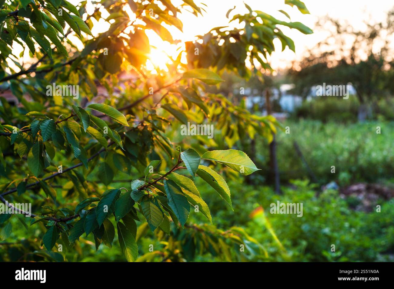 Cherry Tree Zweige durch Sonnenuntergang Sonne im Garten leuchtet im Sommer am Abend in der Region Krasnodar region Russlands Stockfoto