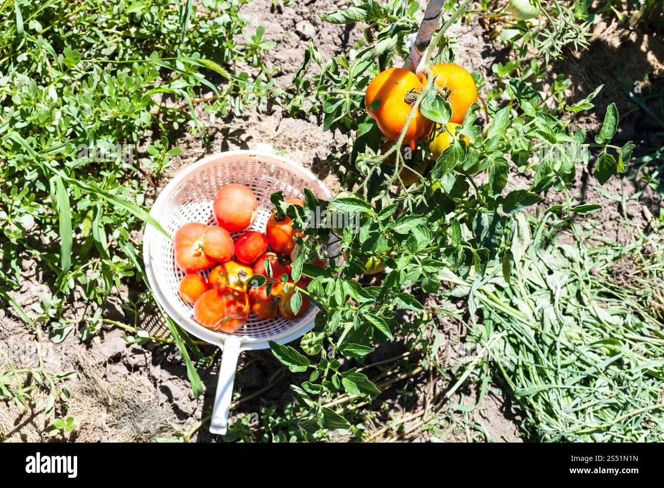 Korb mit frischem roten Tomaten in der Nähe von Tomaten Bush in einem Gemüsegarten im sonnigen Sommertag im Kuban Region Russlands Stockfoto