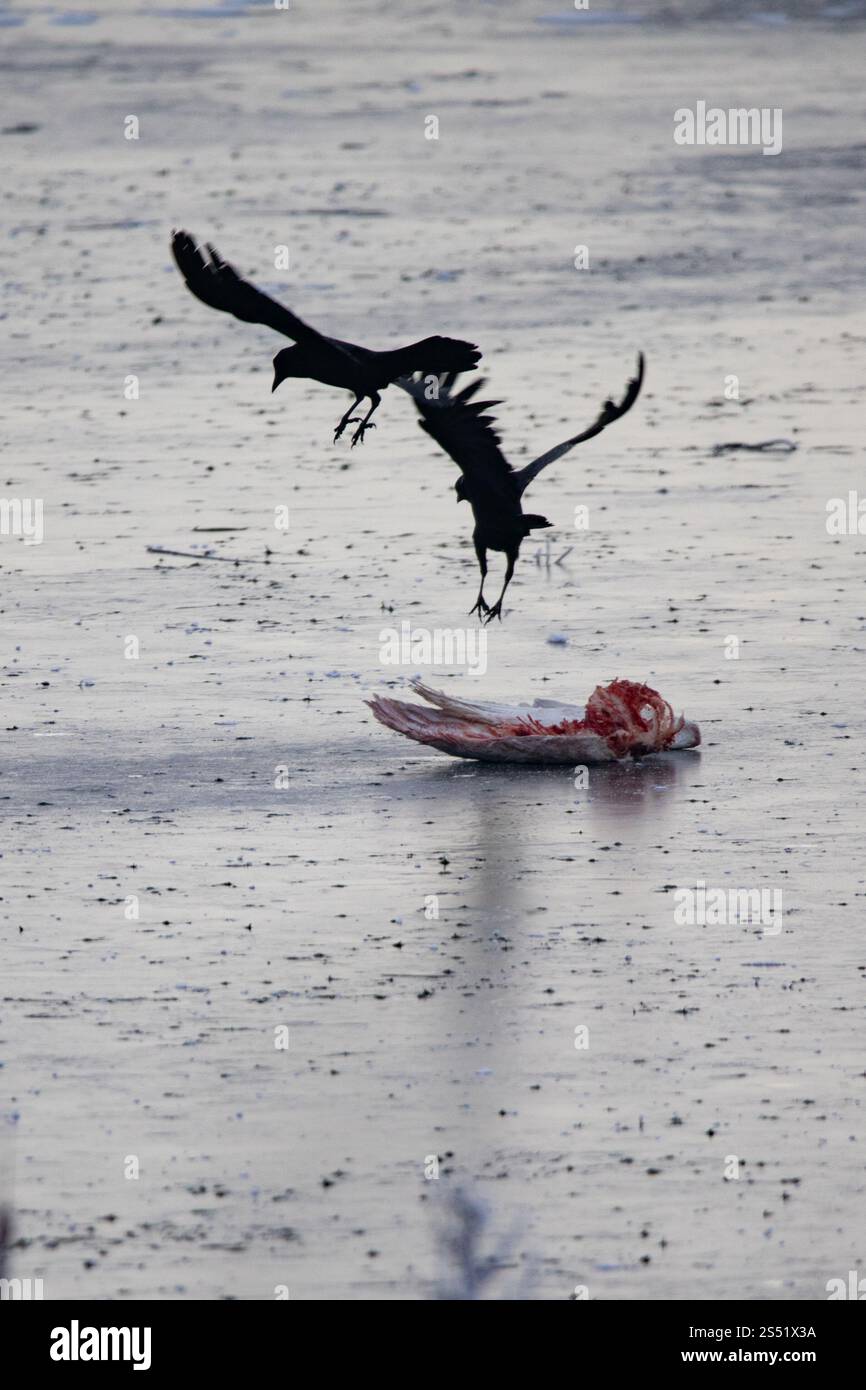 Krähen kämpfen um Aas, Sutton Gault, Cambridgeshire Stockfoto