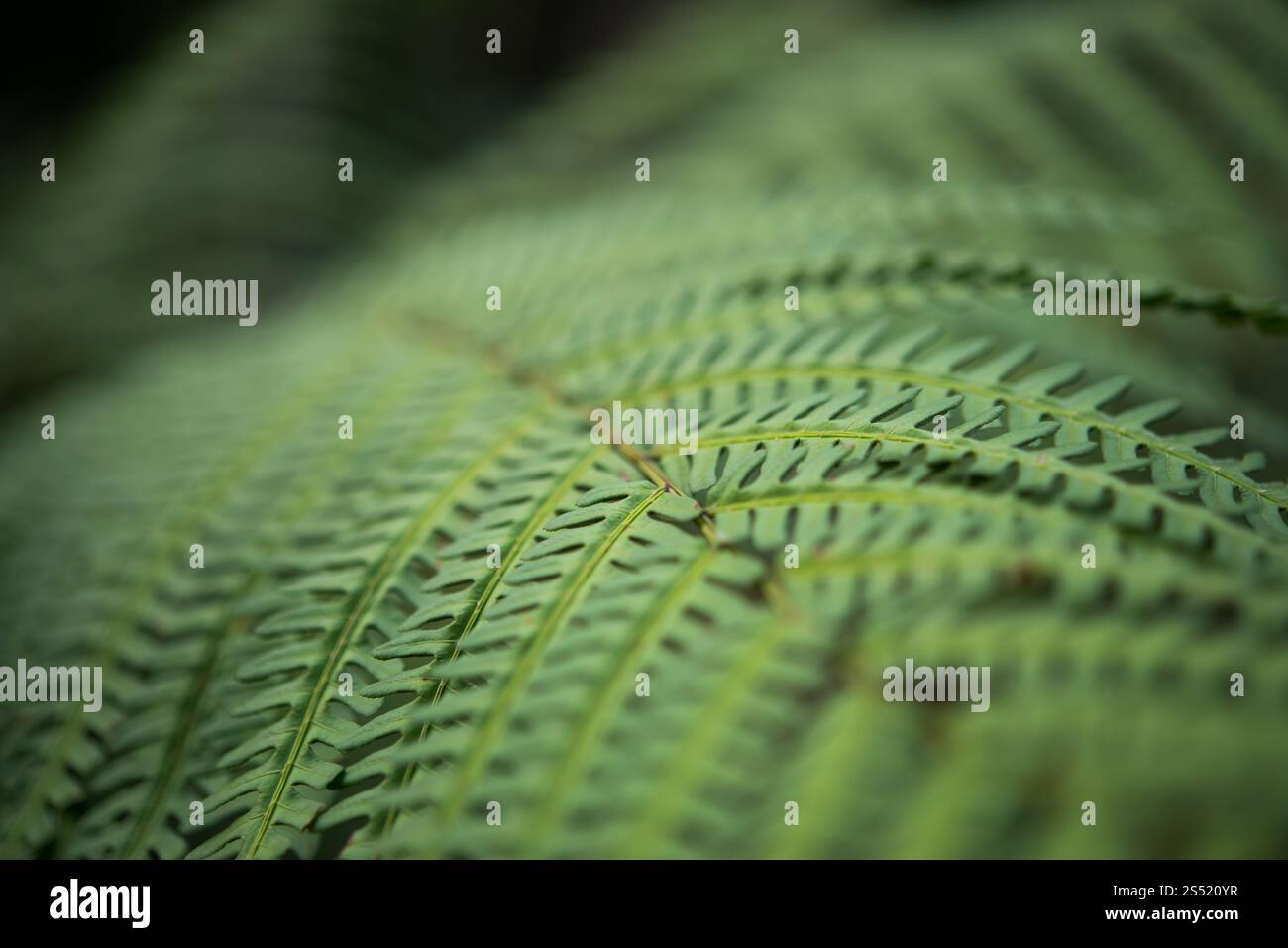 Close-up grüne Pflanze Blatt Stockfoto