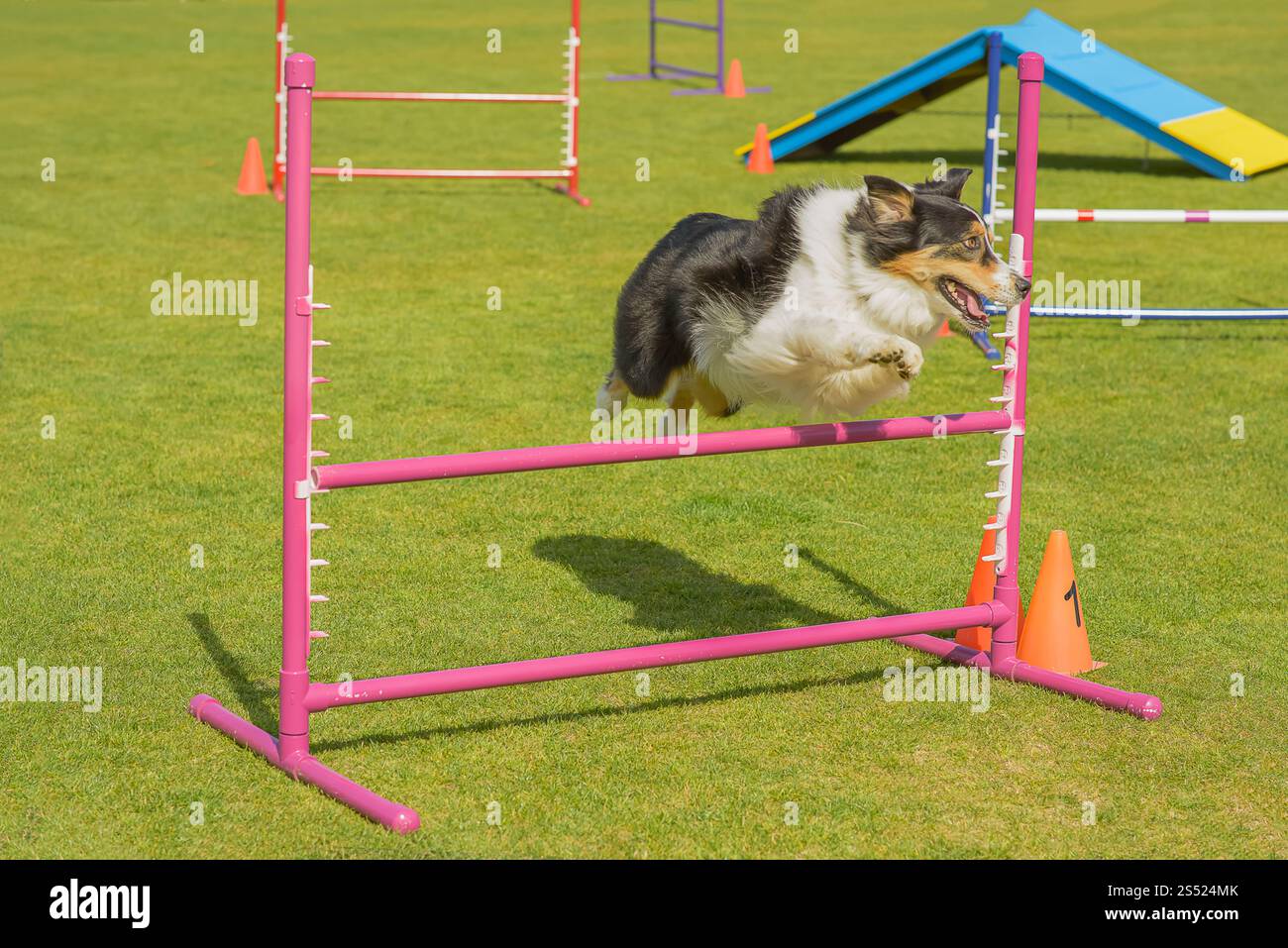 Ein eleganter Border Collie, der anmutig über einer Bar schwingt und Agilität und Kraft in perfekter Harmonie zeigt. Stockfoto
