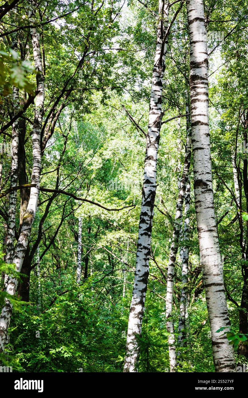 Birken im grünen Wald in Timiryazevskiy Park von Moskau im Sommer Tag Stockfoto