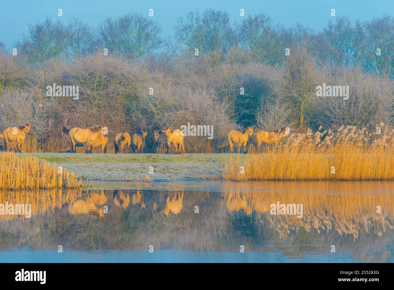 Pferdeherde in Wildtieren, die sich in einem See spiegeln Stockfoto