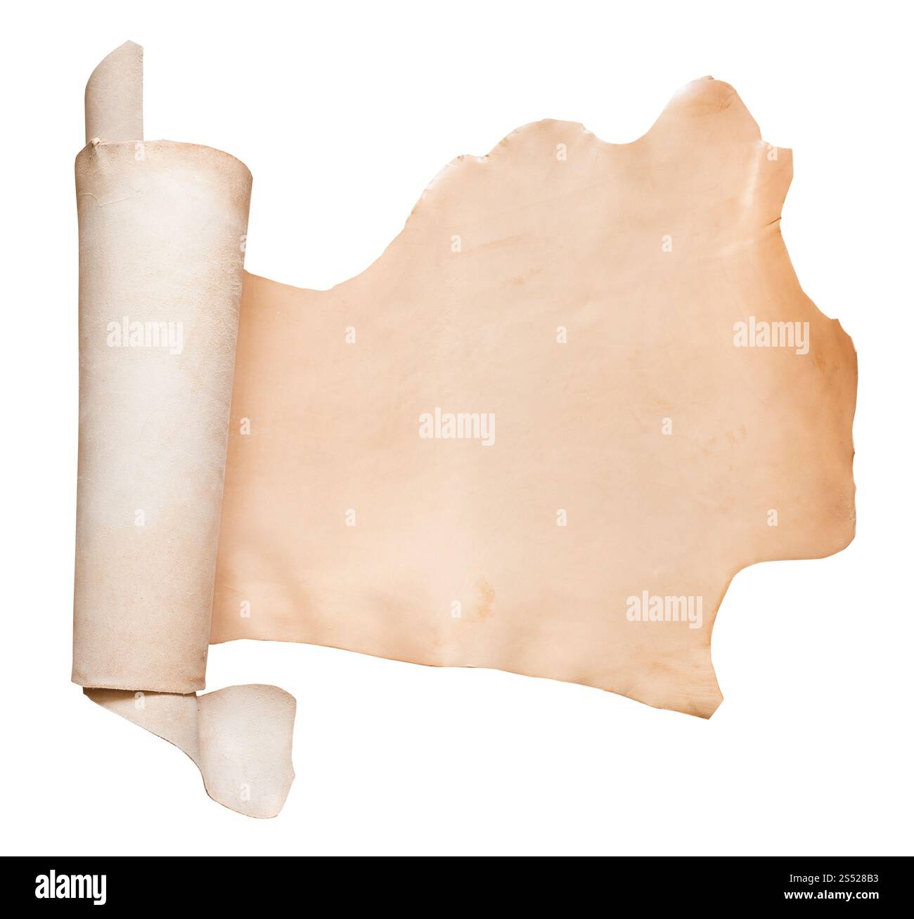 Gerollt Stück pflanzlich gegerbtes Rindsleder auf weißem Hintergrund Stockfoto