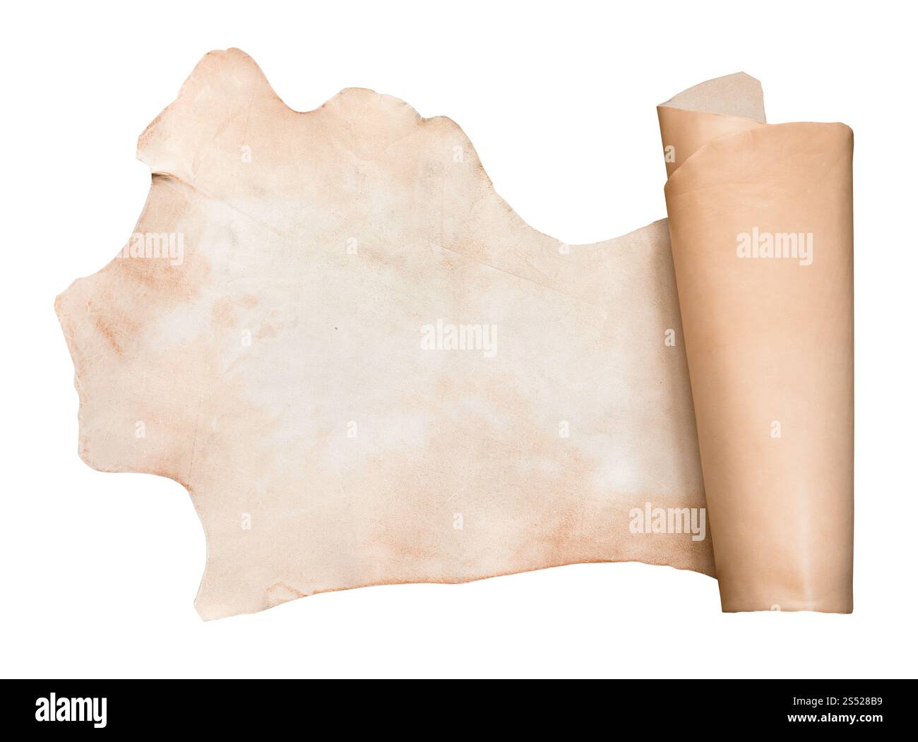 Gerollt Stück pflanzlich gegerbt Rinder Leder auf weißem Hintergrund Stockfoto