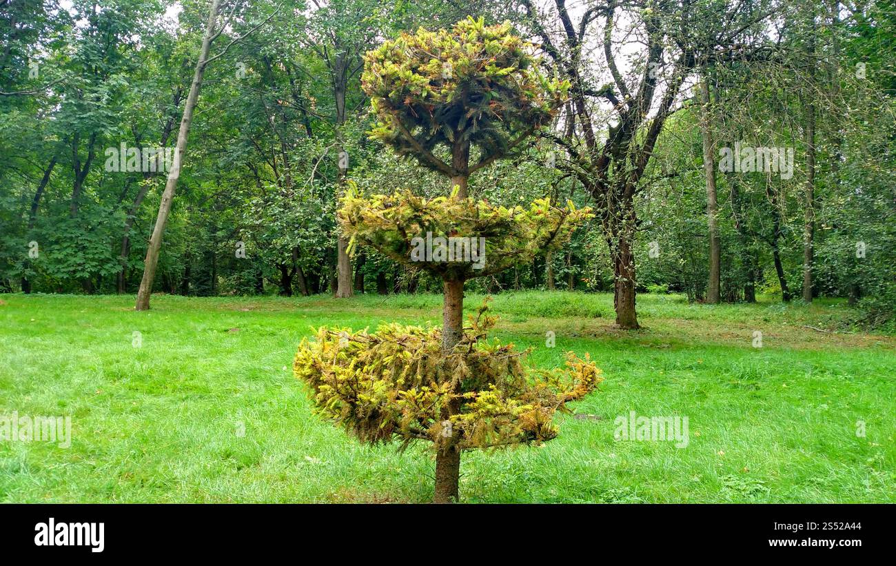 Grüner Tannenbaum auf Hintergrund Baum und Gras Tanne geschnitten am Sommertag. Stockfoto