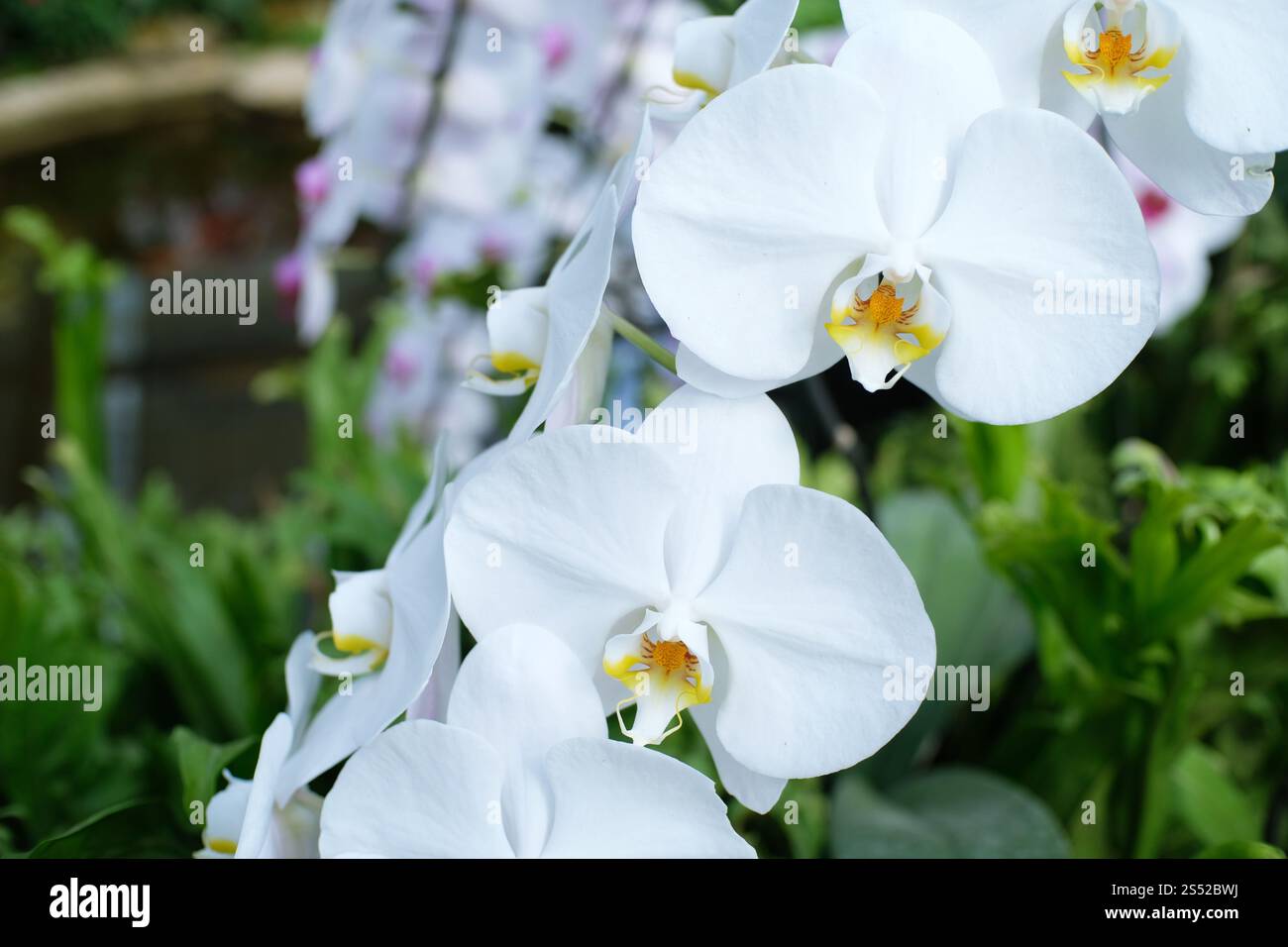 Orchidee Blumen im Garten Stockfoto