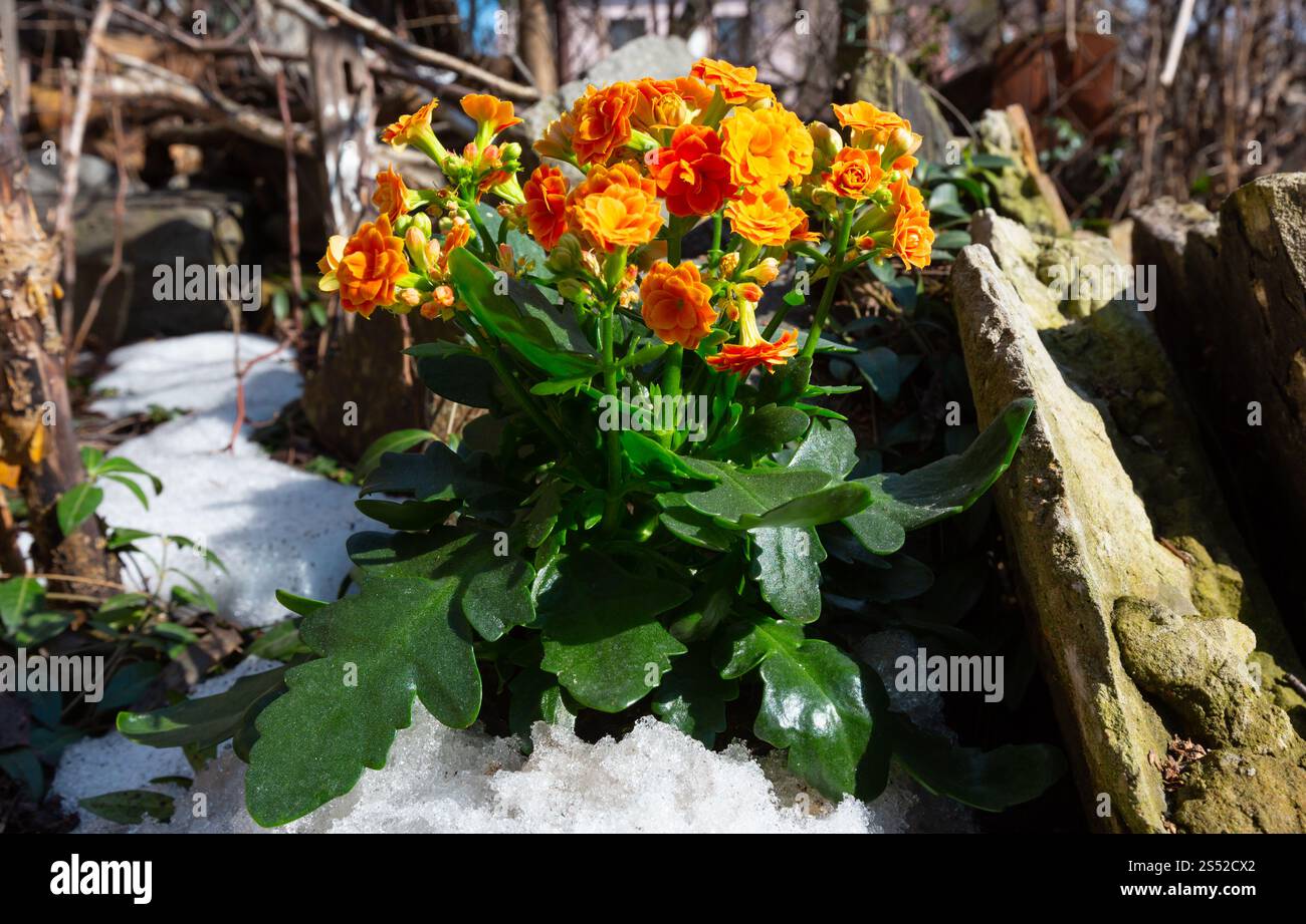 Kalanchoe (Kalanchoe blossfeldiana) Pflanze mit orangen Blüten auf Frühling steinigen Garten Wiese mit Schnee schmelzen. Stockfoto