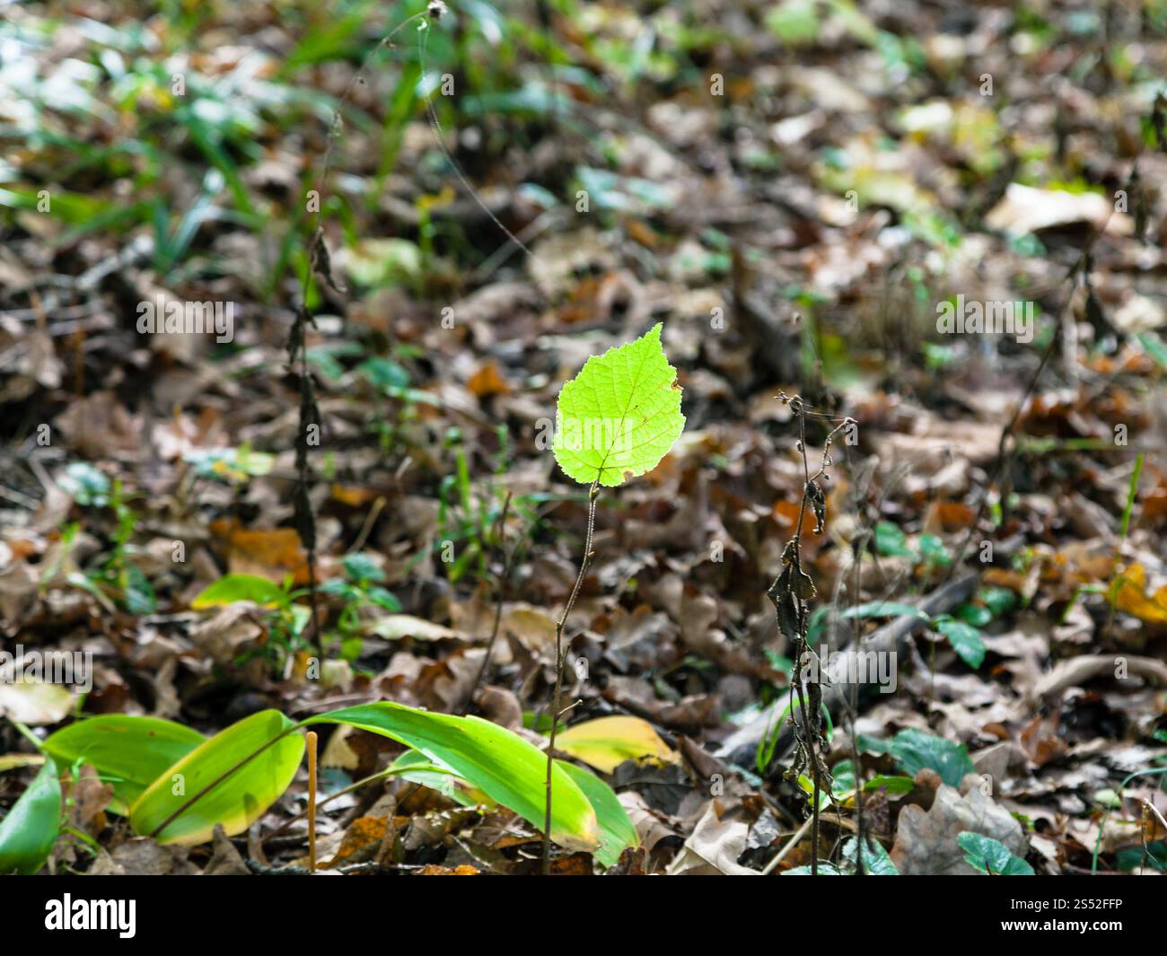 Grüne Blätter sprießen im Herbst Blatt Wurf von Sun im Wald von timiryazevsky Park im sonnigen Oktober Tag beleuchtet Stockfoto