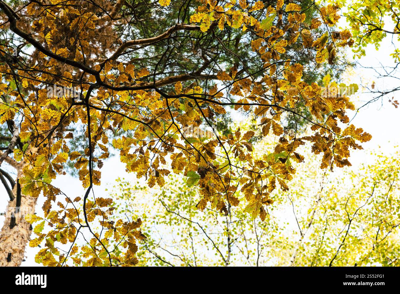 Ansicht von unten Eiche Baum Ast mit Blätter im Herbst im Wald von timiryazevsky Park im sonnigen Oktober Tag Stockfoto