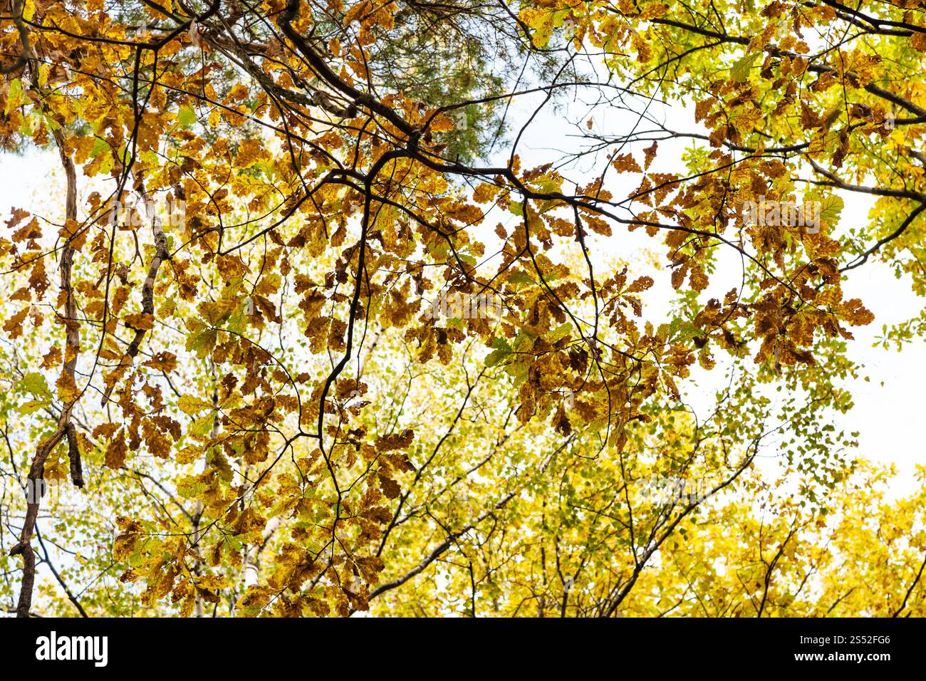 Oak Tree Ast mit Blätter im Herbst im Wald von timiryazevsky Park im sonnigen Oktober Tag Stockfoto