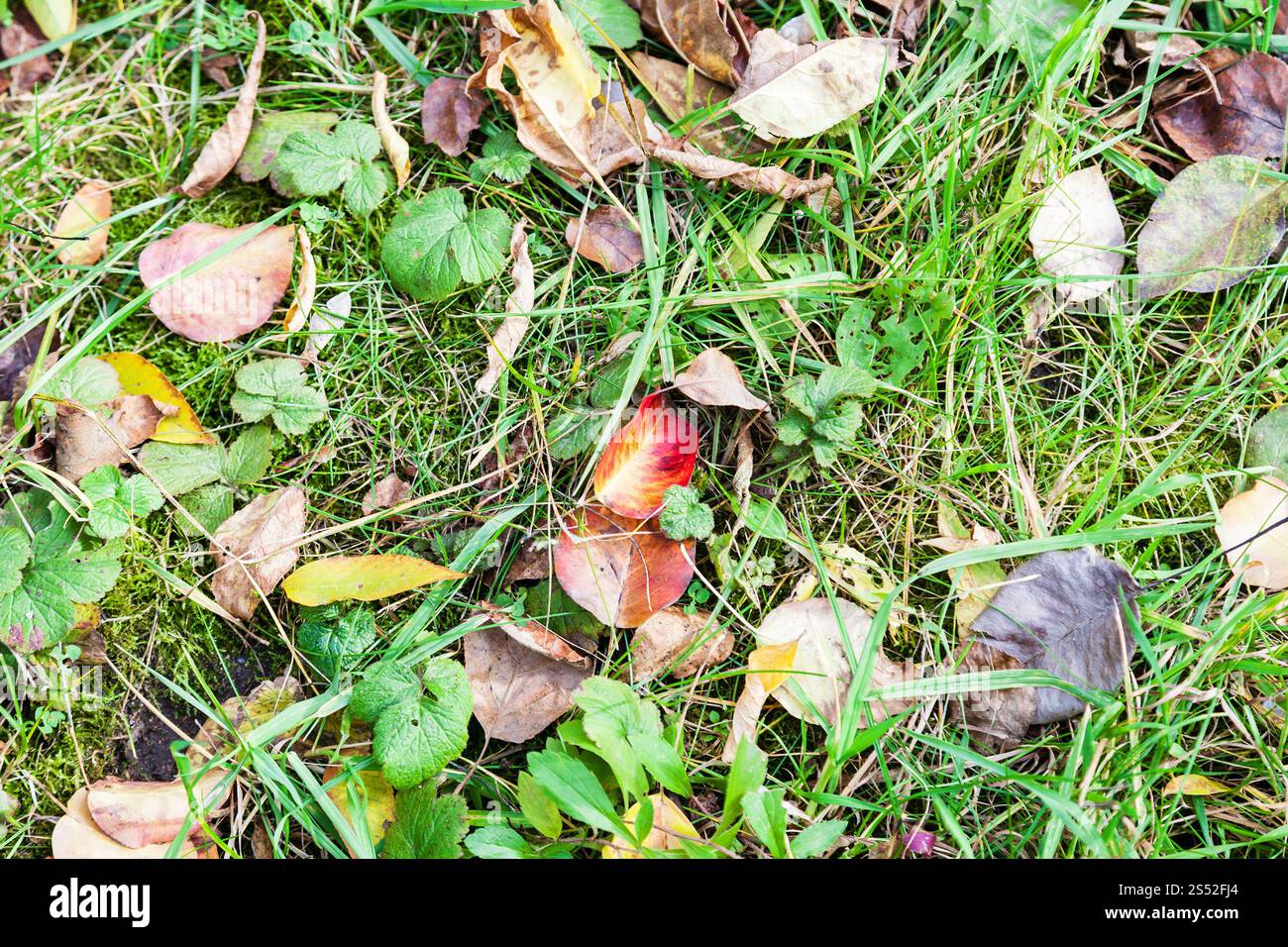 Bunte Laub auf grünen Rasen in Urban Garden im Oktober Stockfoto