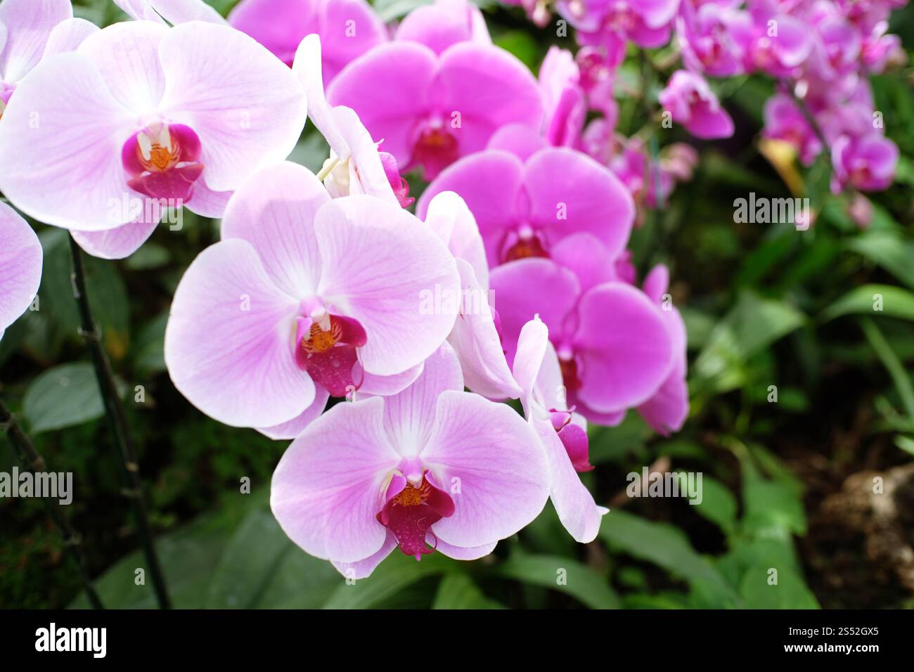 Orchidee Blumen im Garten Stockfoto