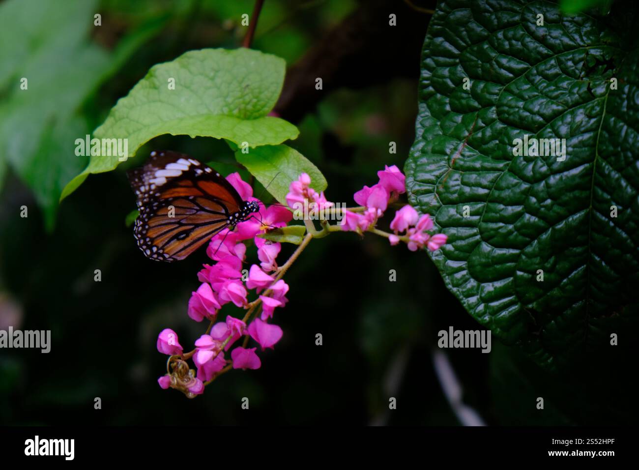Schmetterling, der auf grünen Blättern sitzt, hat wunderschöne Insekten im natürlichen Lebensraum Stockfoto