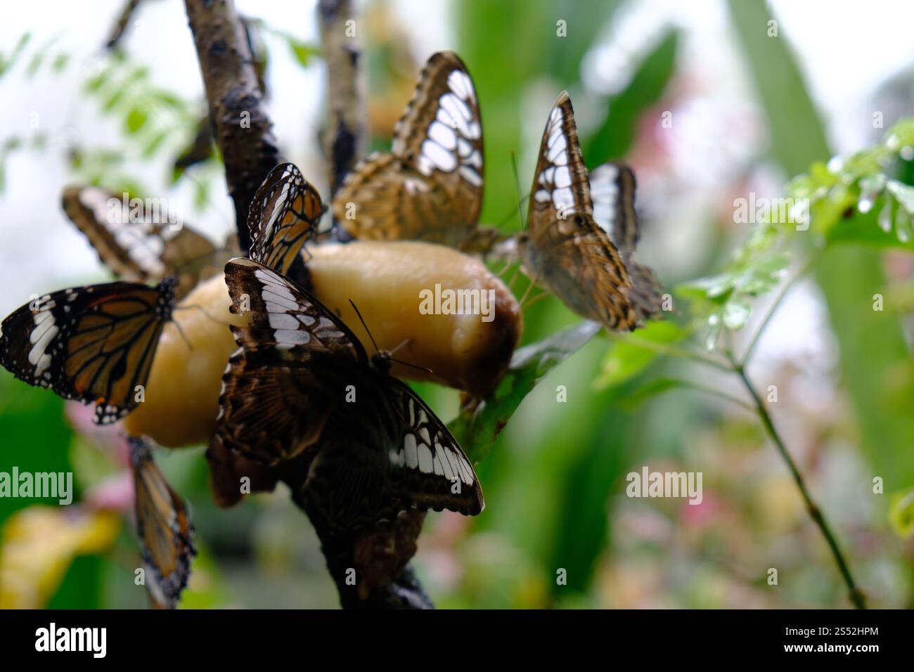 Schmetterling, der auf grünen Blättern sitzt, hat wunderschöne Insekten im natürlichen Lebensraum Stockfoto