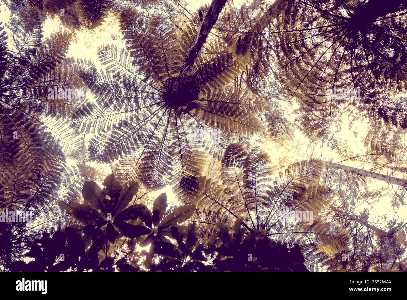 Riesige Farne im Whakarewarewa Mammutwald, Rotorua, Neuseeland. Riesige Farne im Mammutbaumwald, Rotorua, Neuseeland Stockfoto