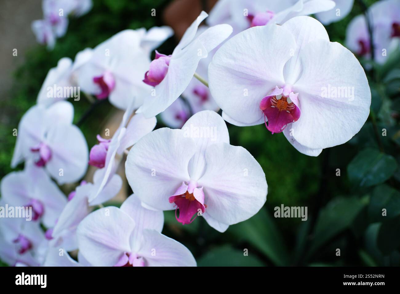 Orchidee Blumen im Garten Stockfoto
