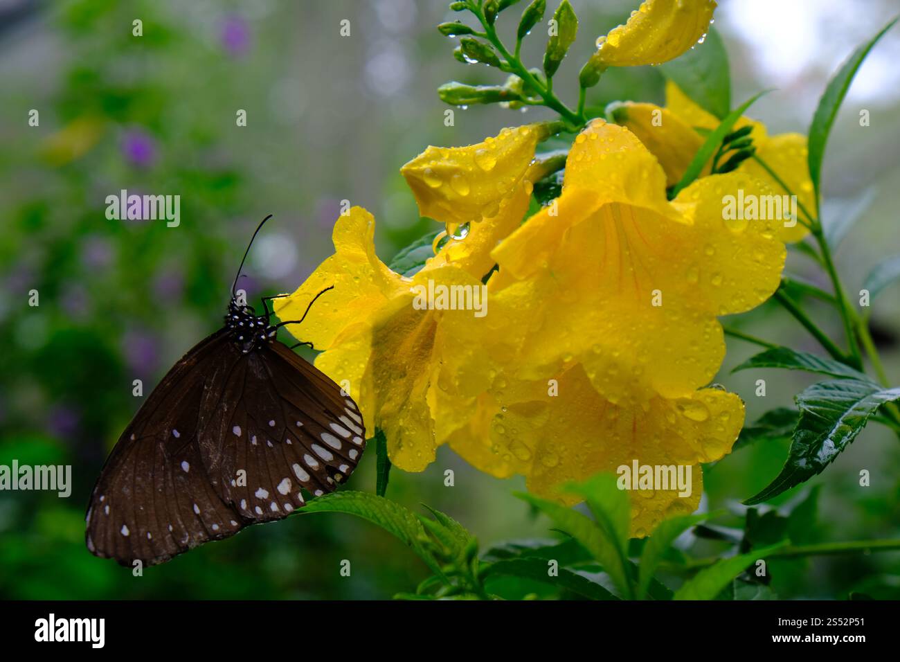Schmetterling, der auf grünen Blättern sitzt, hat wunderschöne Insekten im natürlichen Lebensraum Stockfoto