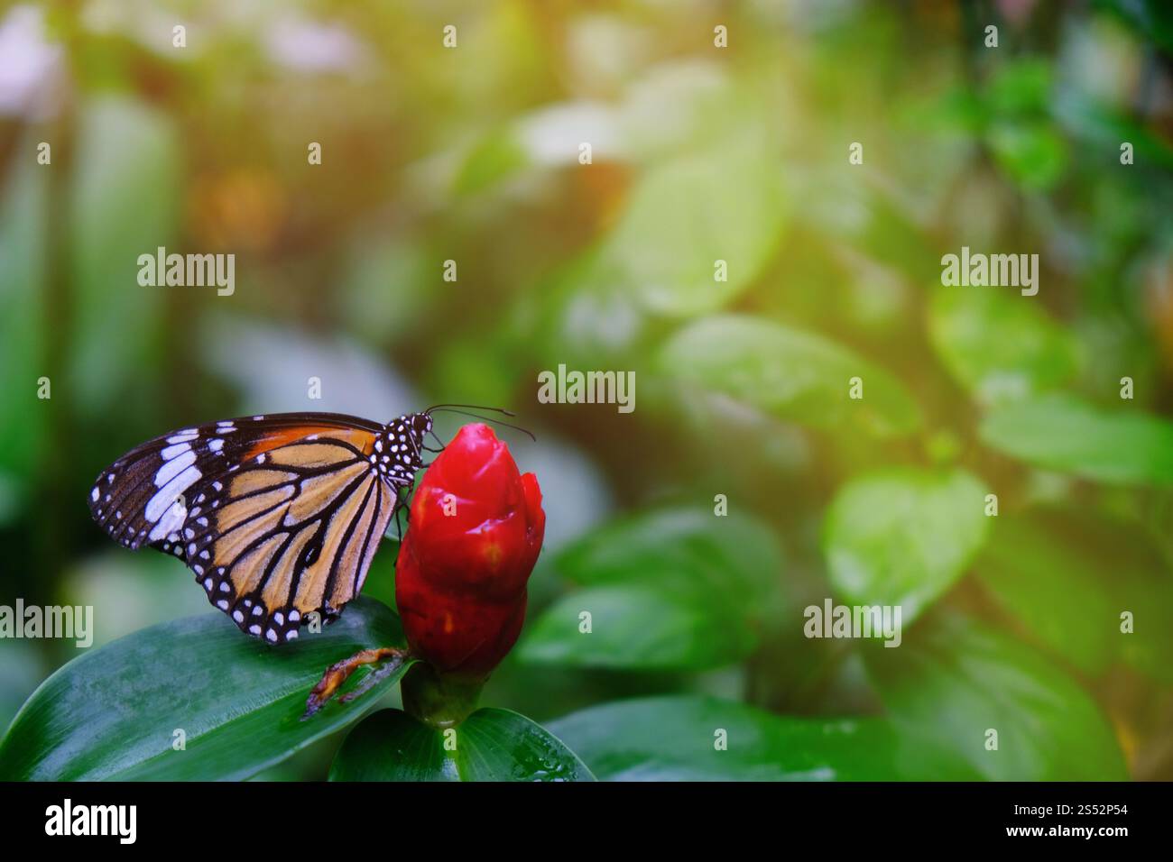 Schmetterling, der auf grünen Blättern sitzt, hat wunderschöne Insekten im natürlichen Lebensraum Stockfoto