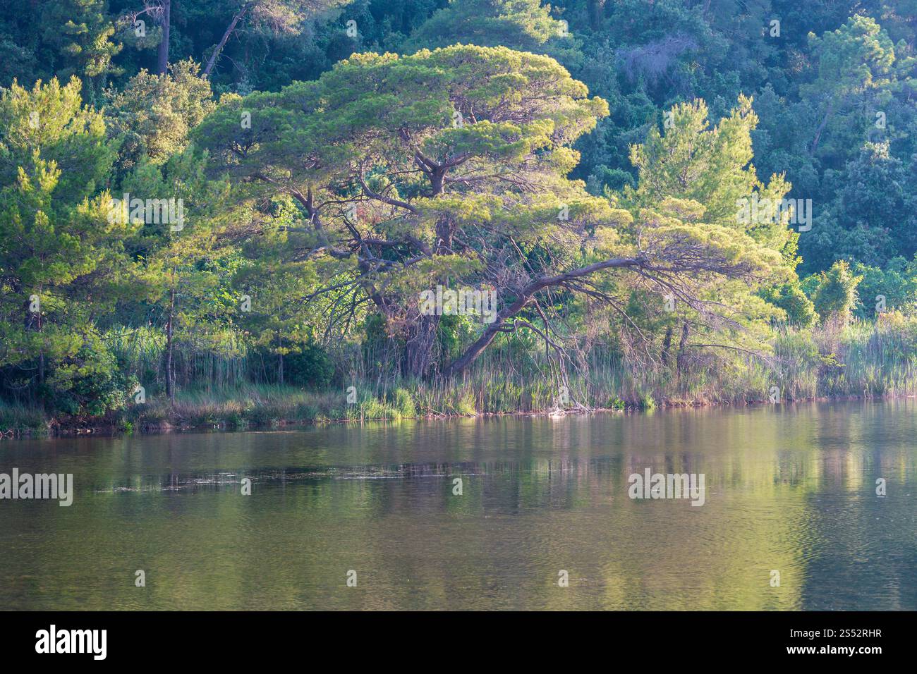Sommer Abend See in einem Pinienwald Landschaft mit Big Pine Tree am Ufer Stockfoto