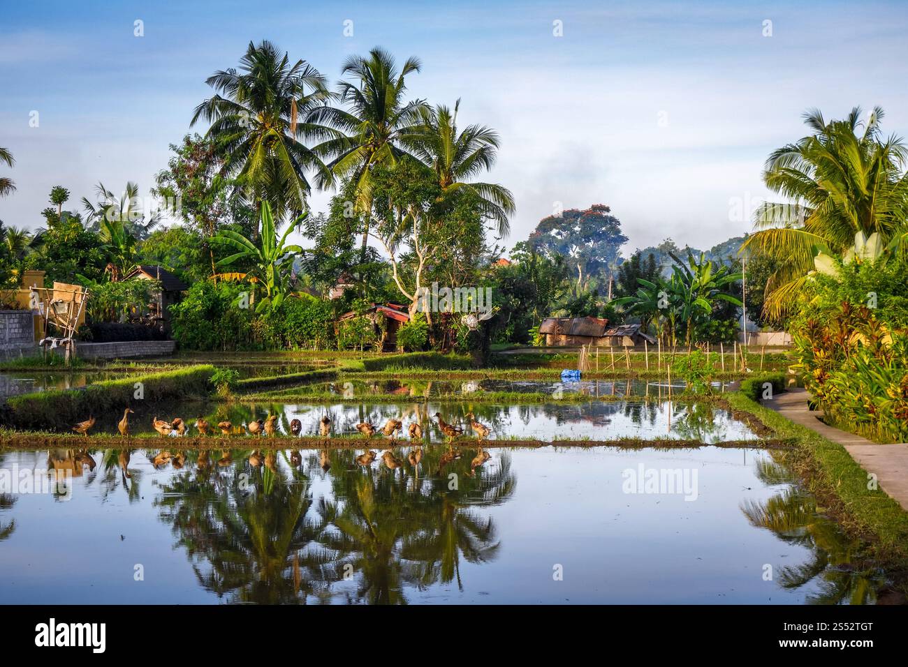Reisfeld unter Wasser bei Sonnenuntergang, Ubud, Bali, Indonesien. Reisfeld bei Sonnenuntergang, Ubud, Bali, Indonesien Stockfoto