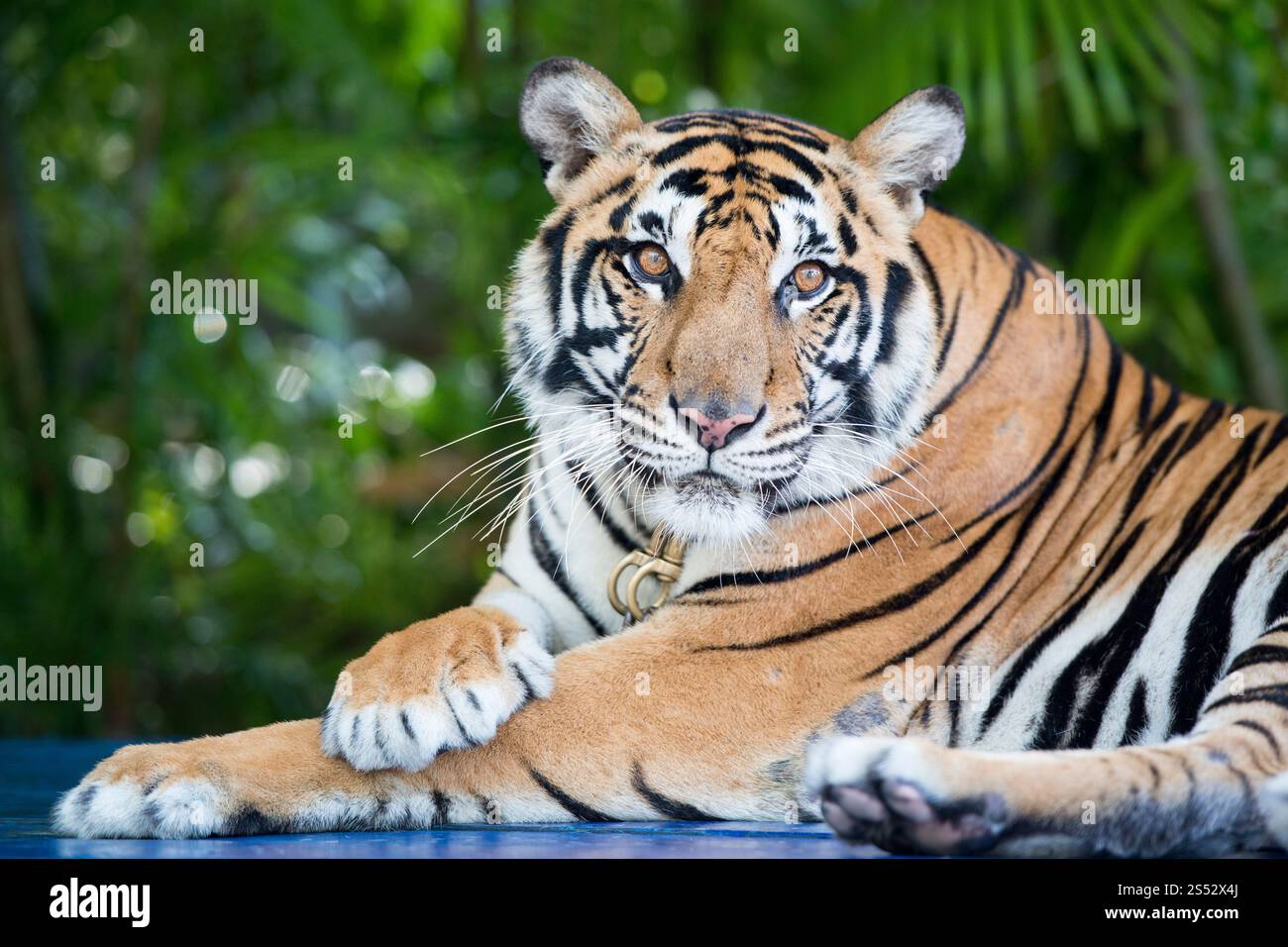 Ein Tiger in einem Touristenort im tropischen Garten nong nooch in der Nähe der Stadt Pattaya in der Provinz Chonburi in Thailand. Thailand, Pattaya, Stockfoto