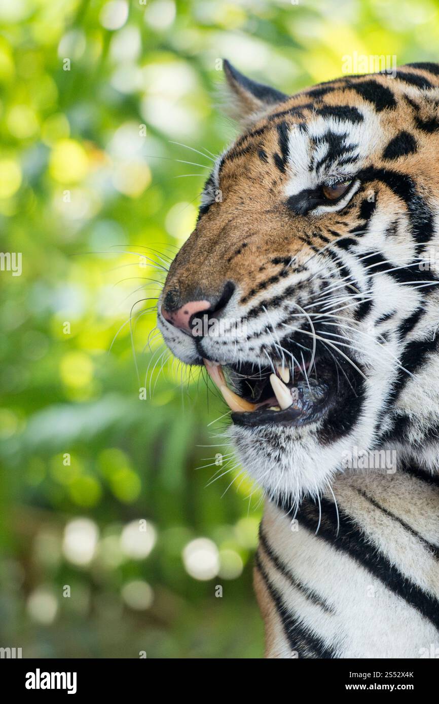 Ein Tiger in einem Touristenort im tropischen Garten nong nooch in der Nähe der Stadt Pattaya in der Provinz Chonburi in Thailand. Thailand, Pattaya, Stockfoto