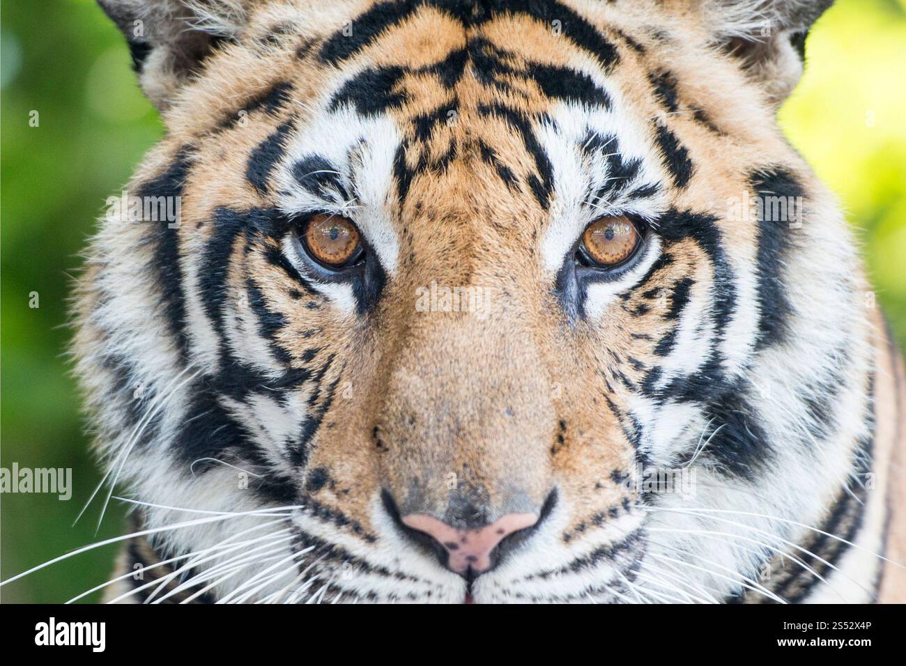 Ein Tiger in einem Touristenort im tropischen Garten nong nooch in der Nähe der Stadt Pattaya in der Provinz Chonburi in Thailand. Thailand, Pattaya, Stockfoto