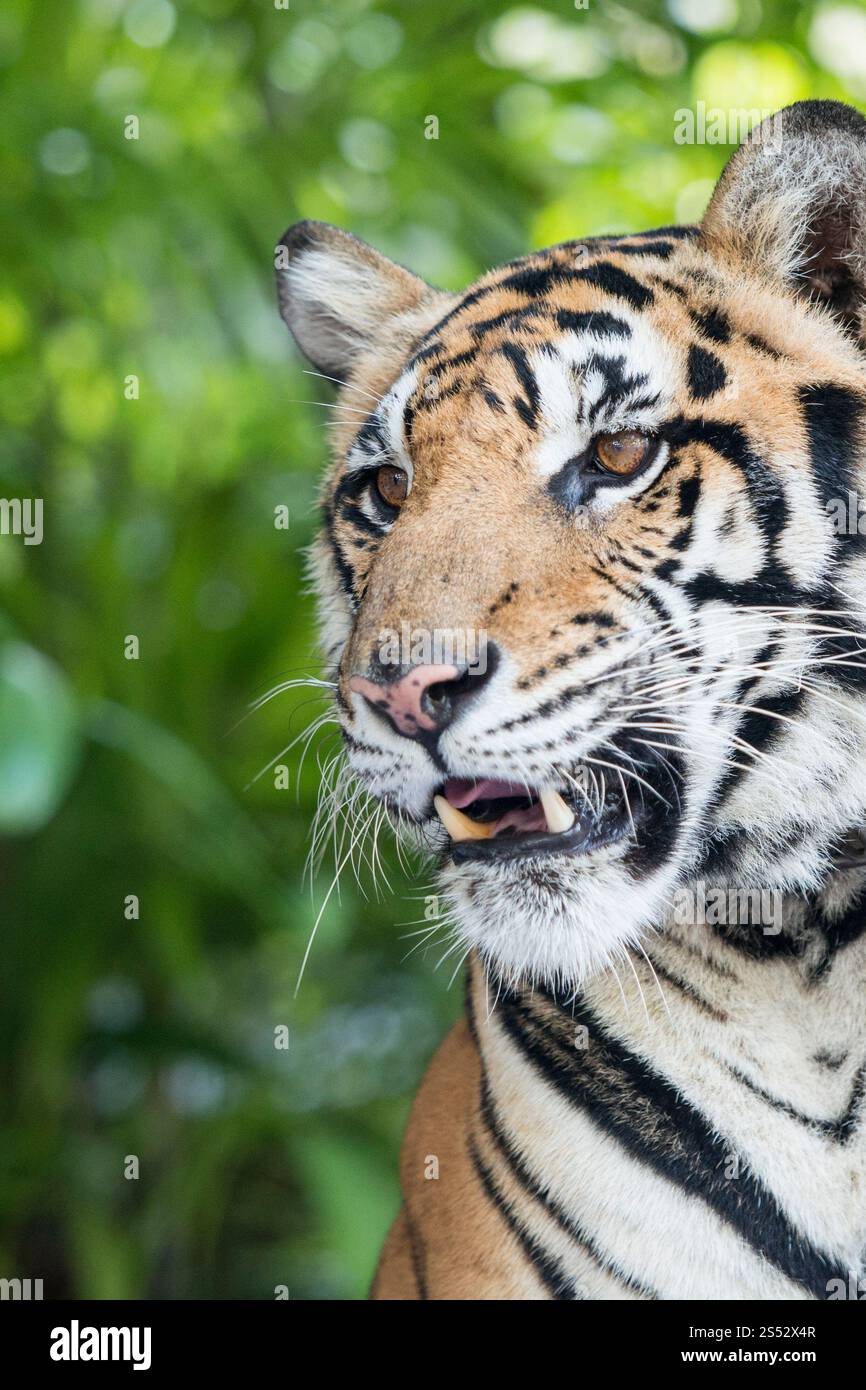 Ein Tiger in einem Touristenort im tropischen Garten nong nooch in der Nähe der Stadt Pattaya in der Provinz Chonburi in Thailand. Thailand, Pattaya, Stockfoto