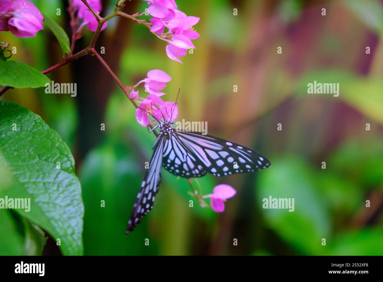 Schmetterling, der auf grünen Blättern sitzt, hat wunderschöne Insekten im natürlichen Lebensraum Stockfoto