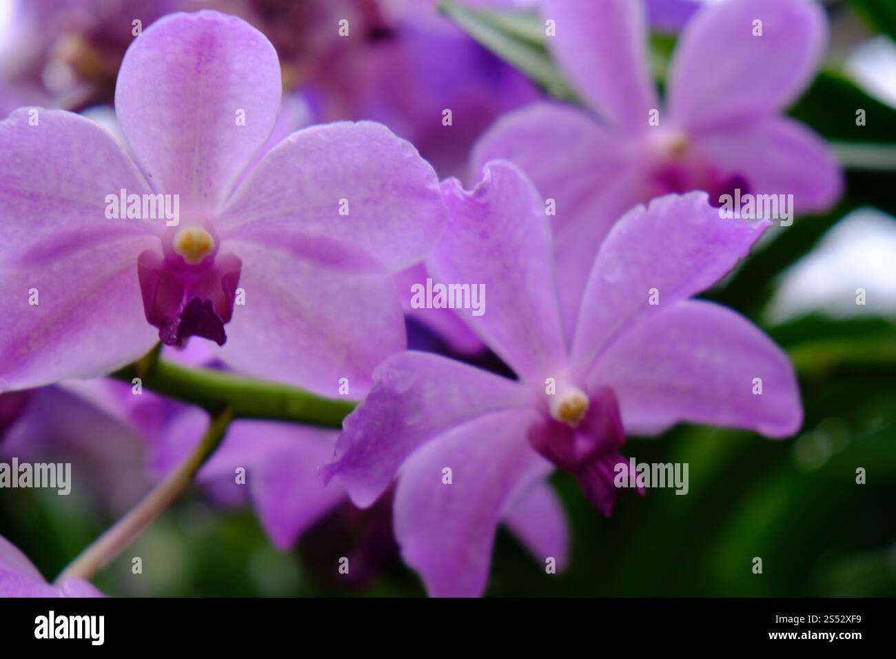Orchidee Blumen im Garten Stockfoto