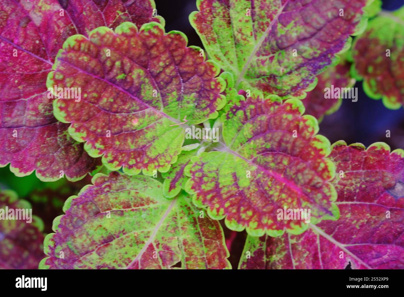 Tropischen Blatt Textur Natur Hintergrund Stockfoto
