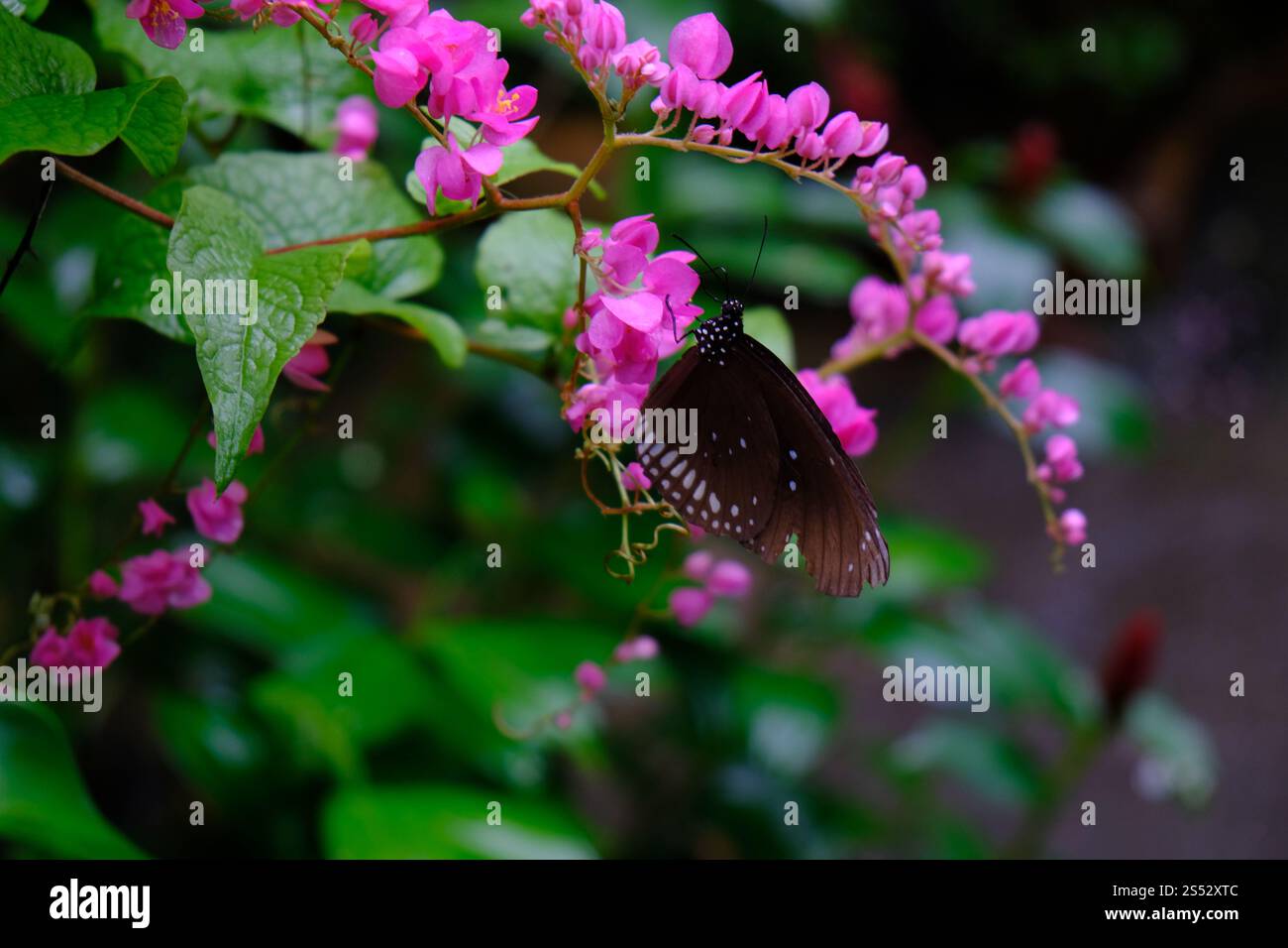 Schmetterling, der auf grünen Blättern sitzt, hat wunderschöne Insekten im natürlichen Lebensraum Stockfoto