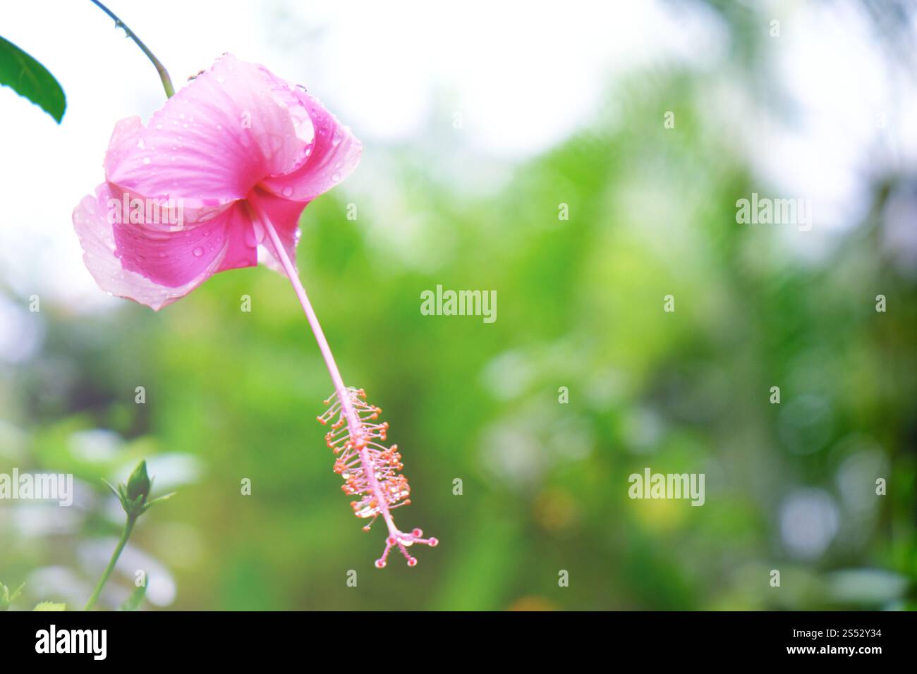 Orchidee Blumen im Garten Stockfoto