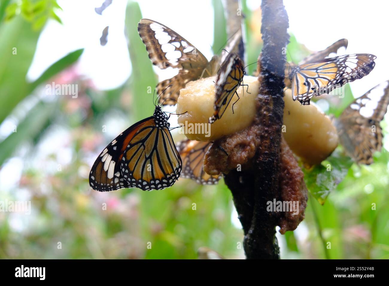 Schmetterling, der auf grünen Blättern sitzt, hat wunderschöne Insekten im natürlichen Lebensraum Stockfoto
