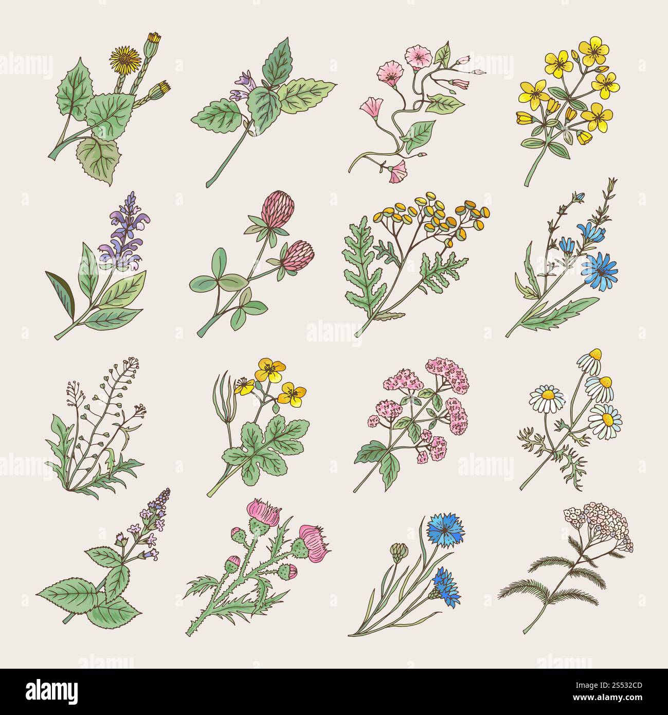 Botanische Kräuter und Blumen. Bilder von Hand auf weißem Hintergrund isolieren. Botanische Blütenblüte, Illustration der Zeichnung von Kraut und Blume. Stockfoto