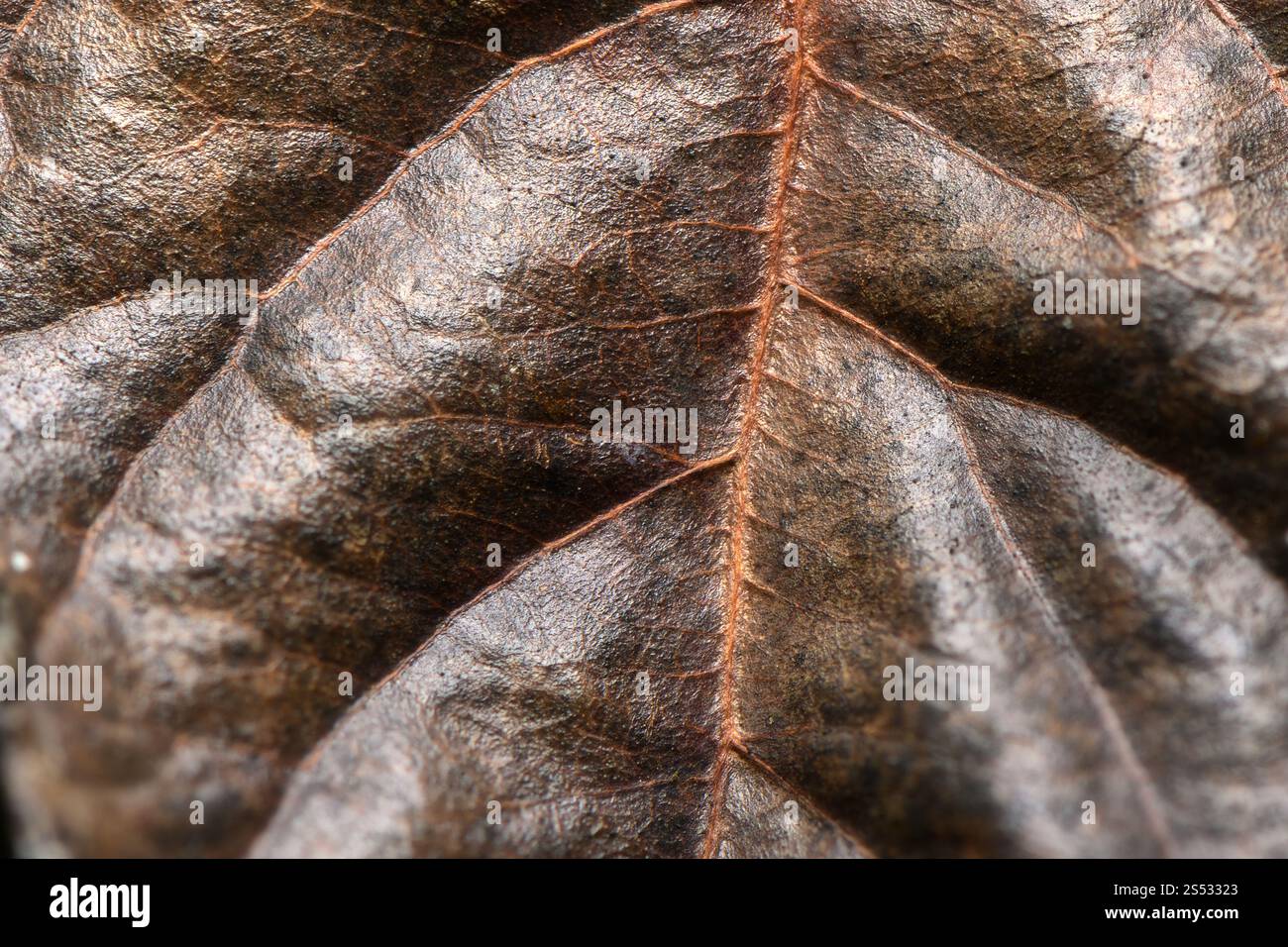 Aus nächster Nähe entdecken Sie die komplexen Texturen und Muster eines getrockneten Blattes und zeigen die Kunstfertigkeit und Tiefe der Natur. Stockfoto