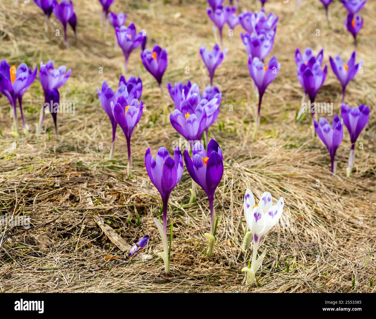 Bunt blühende Lila violette Krokusse (Crocus vernus) heuffelianus Alpenblumen auf Frühling Karpaten Hochplateau Tal, Ukraine, Europa. Stockfoto